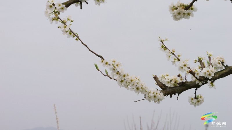 【多彩貴州·花漾中國(guó)】世昌街道:奈李花開(kāi)春意濃