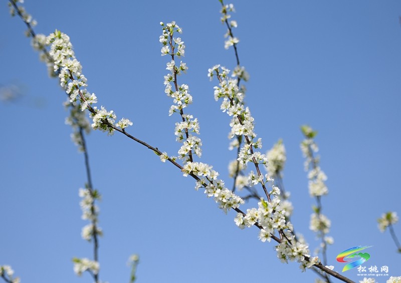 【多彩貴州·花漾中國】孟溪鎮(zhèn)安山村:李花爛漫 約你相見