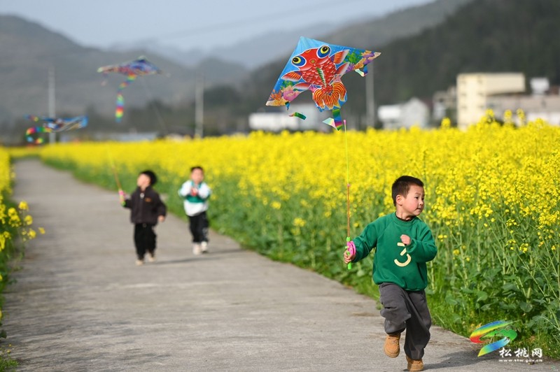 【多彩貴州·花漾中國】孟溪鎮(zhèn)安山村:李花爛漫 約你相見