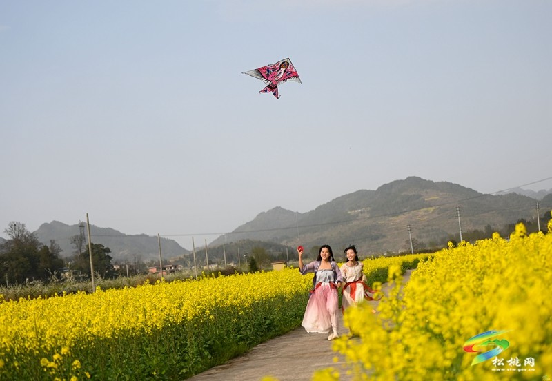 【多彩貴州·花漾中國】孟溪鎮(zhèn)安山村:李花爛漫 約你相見