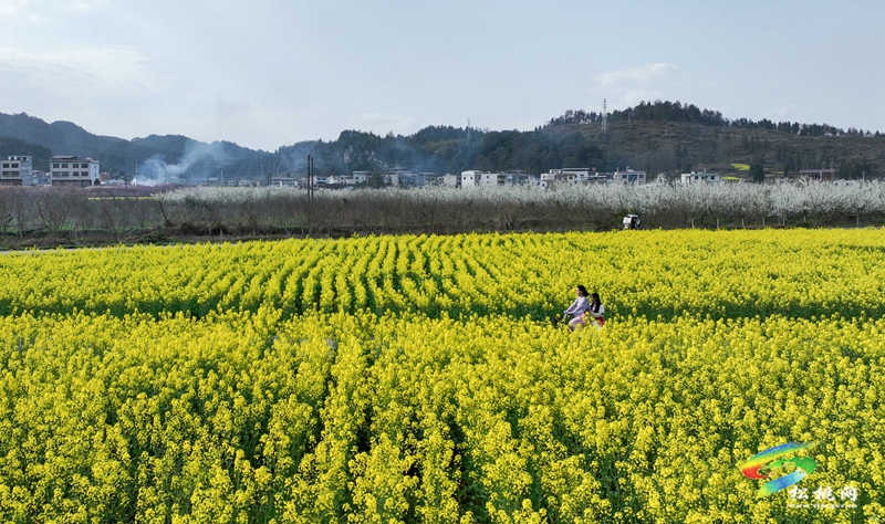 孟溪鎮(zhèn)安山村：李花爛漫 約你相見(jiàn)