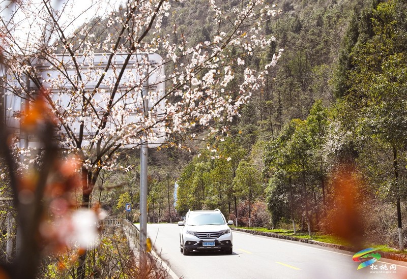 跟著松桃公路上春山