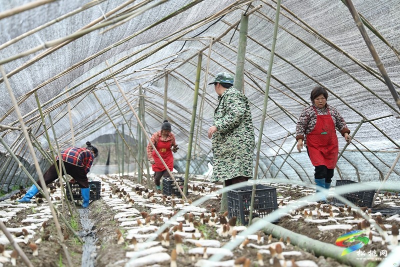 【奮進(jìn)的春天】正大鎮(zhèn)官舟村：頭茬羊肚菌搶“鮮”上市