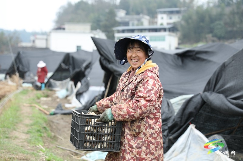 【奮進(jìn)的春天】正大鎮(zhèn)官舟村：頭茬羊肚菌搶“鮮”上市