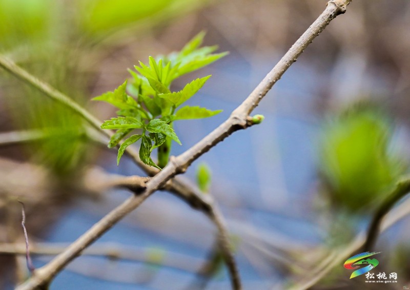 冷水溪鎮(zhèn)：藤茶產(chǎn)業(yè)“牽”出群眾就業(yè)增收路