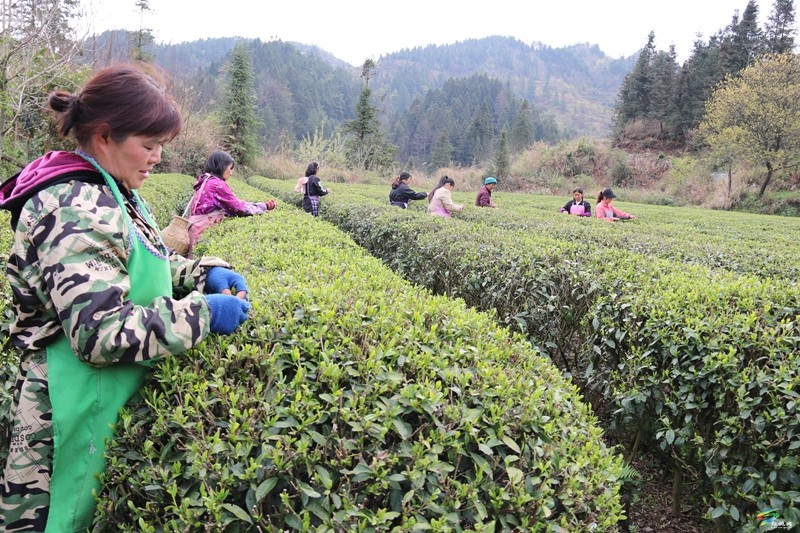 【奮進(jìn)的春天】甘龍鎮(zhèn)：茶香遍山野?春茶采摘忙