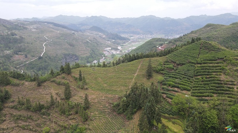 【奮進(jìn)的春天】甘龍鎮(zhèn)：茶香遍山野?春茶采摘忙