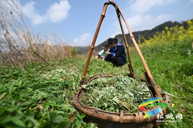 【奮進(jìn)的春天】松桃：春來(lái)社飯香品嘗春天的味道