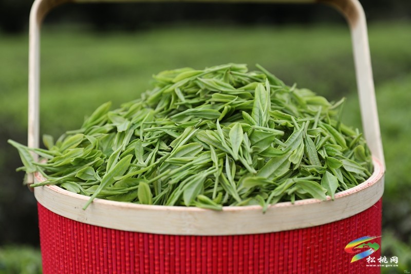 【奮進(jìn)的春天】普覺(jué)鎮(zhèn)：茶園吐新綠 春光正當(dāng)時(shí)