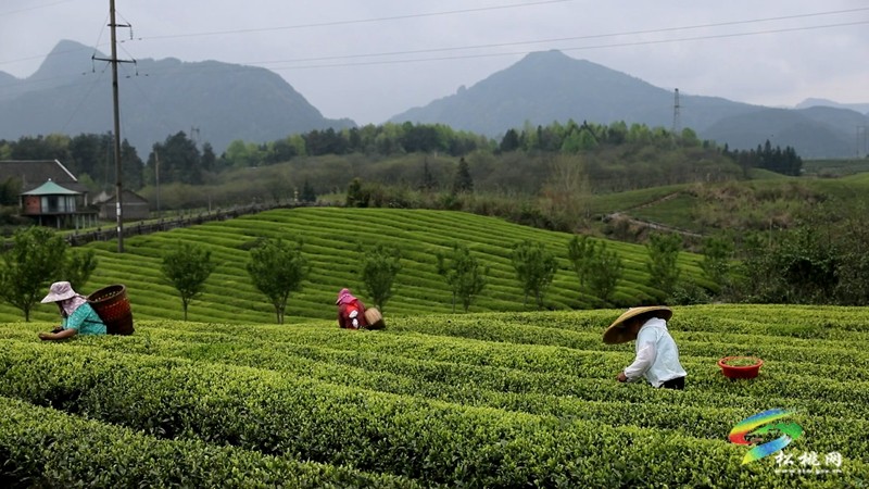 【奮進(jìn)的春天】普覺(jué)鎮(zhèn)：茶園吐新綠 春光正當(dāng)時(shí)