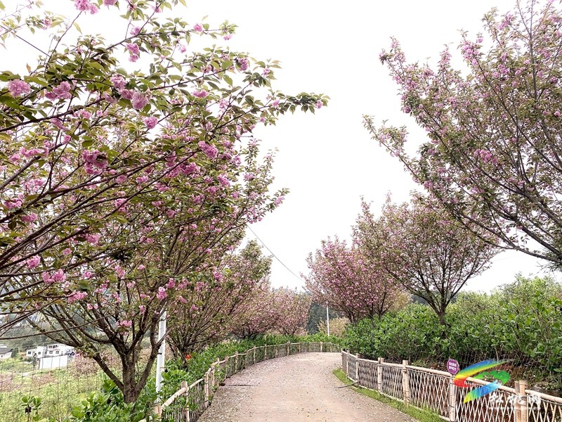 多彩貴州·花漾中國(guó)|黃板鎮(zhèn)納沖村：“賞花＋”催熱“花經(jīng)濟(jì)”