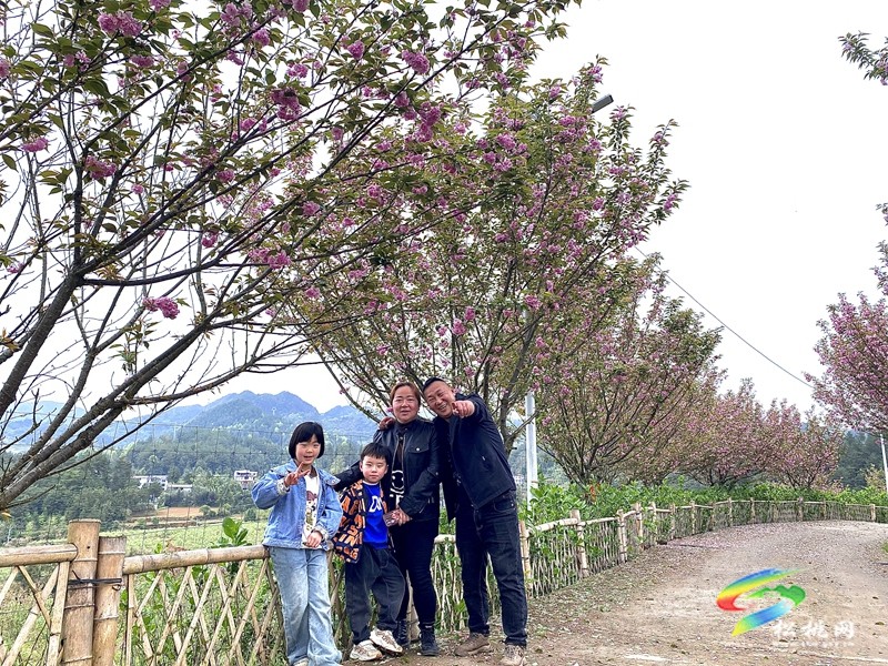多彩貴州·花漾中國(guó)|黃板鎮(zhèn)納沖村：“賞花＋”催熱“花經(jīng)濟(jì)”