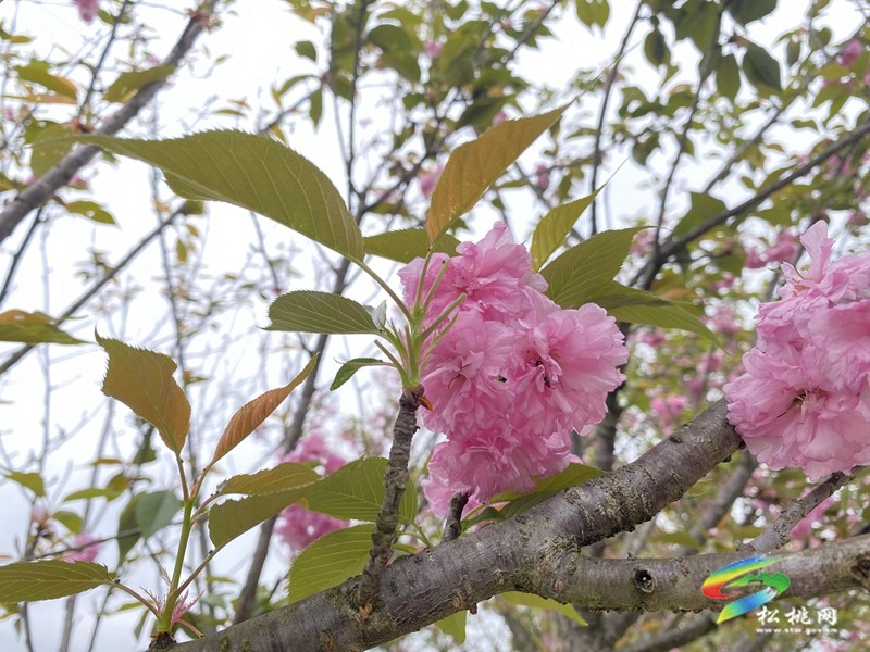 多彩貴州·花漾中國(guó)|黃板鎮(zhèn)納沖村：“賞花＋”催熱“花經(jīng)濟(jì)”