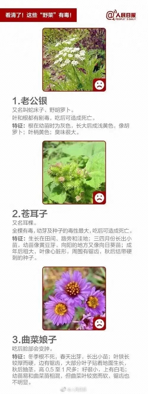 清明假期踏青注意！這些“野菜”有毒，一株都別碰！