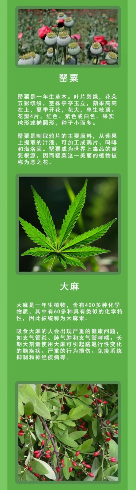 清明假期踏青注意！這些“野菜”有毒，一株都別碰！