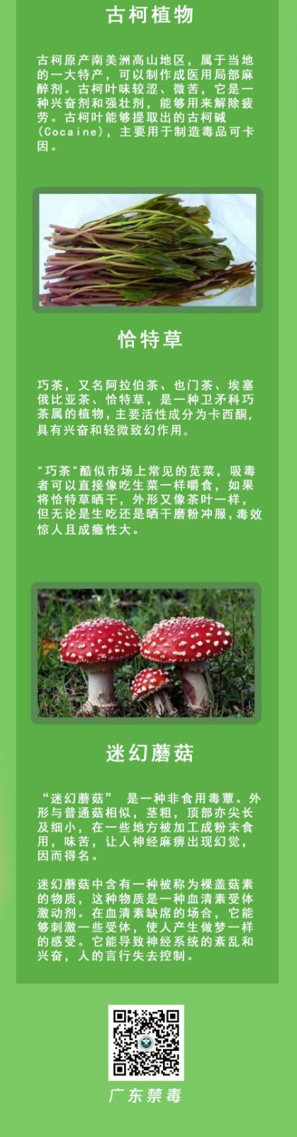 清明假期踏青注意！這些“野菜”有毒，一株都別碰！