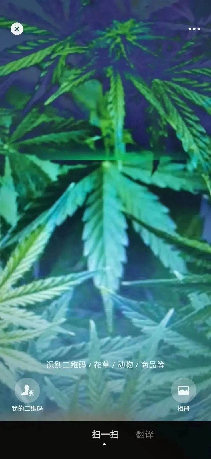 清明假期踏青注意！這些“野菜”有毒，一株都別碰！