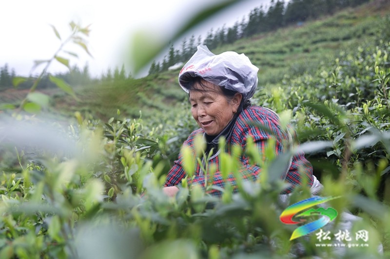 【奮進的春天】平頭鎮(zhèn)：春風十里茶飄香 搶抓農(nóng)時采摘忙