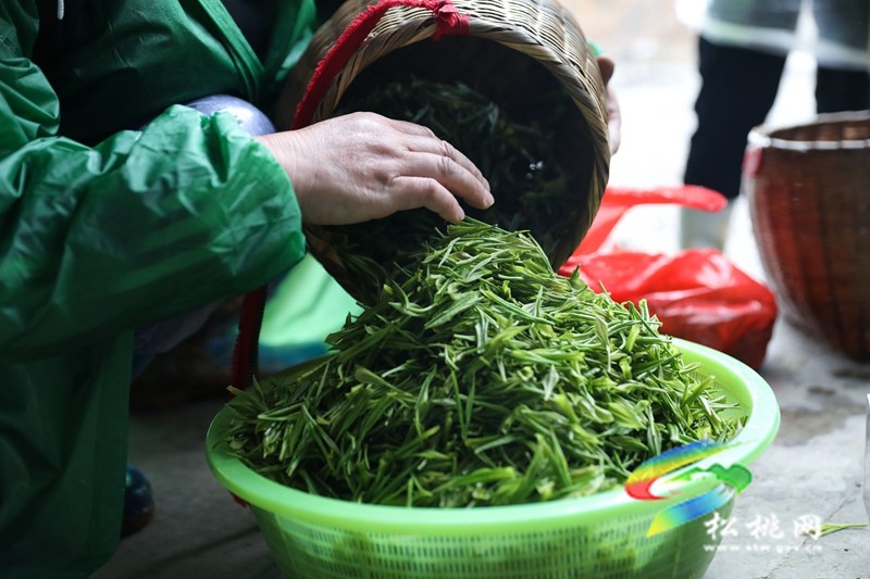 【奮進的春天】平頭鎮(zhèn)：春風十里茶飄香 搶抓農(nóng)時采摘忙