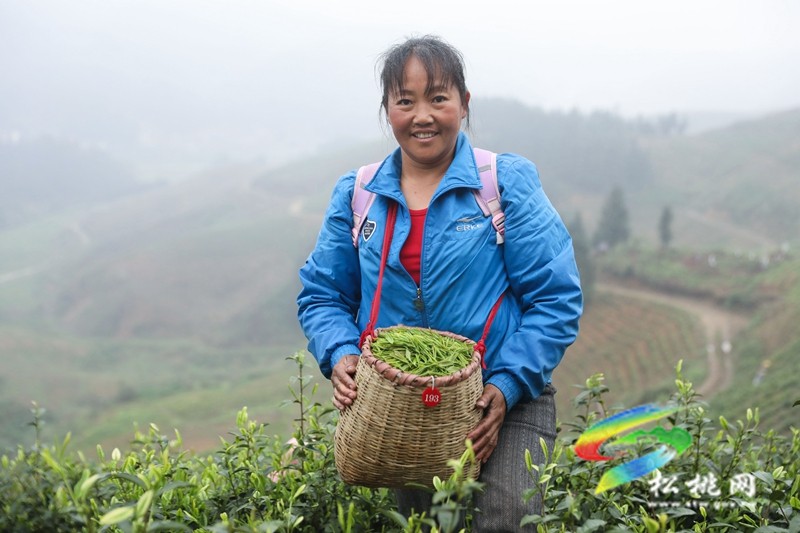 【奮進的春天】平頭鎮(zhèn)：春風十里茶飄香 搶抓農(nóng)時采摘忙