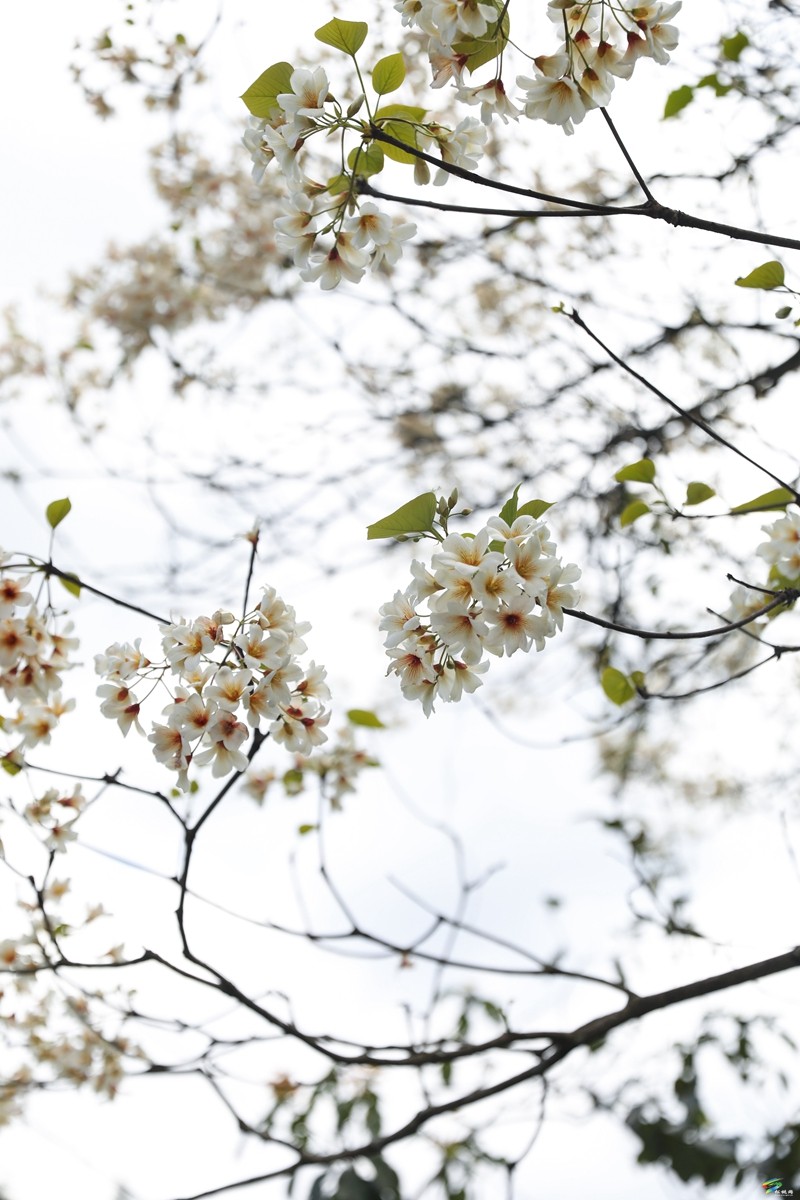 【多彩貴州·花漾中國】沙壩河鄉(xiāng):桐子花開 春色正好
