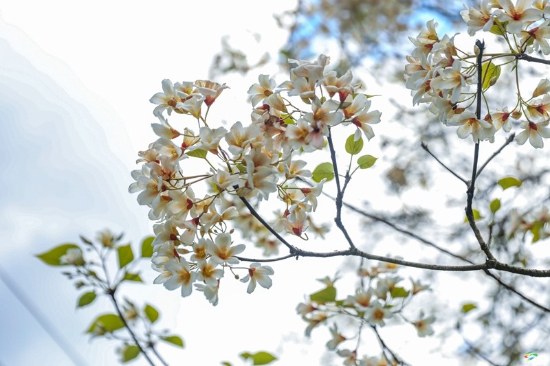 【多彩貴州·花漾中國】沙壩河鄉(xiāng):桐子花開 春色正好