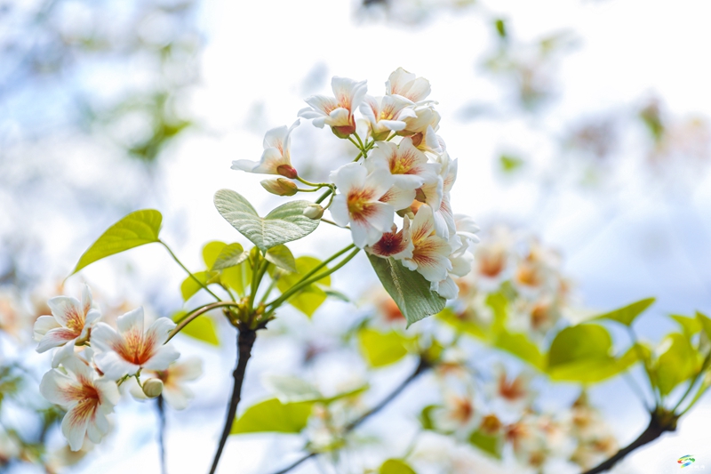 【多彩貴州·花漾中國】沙壩河鄉(xiāng)：桐子花開 春色正好