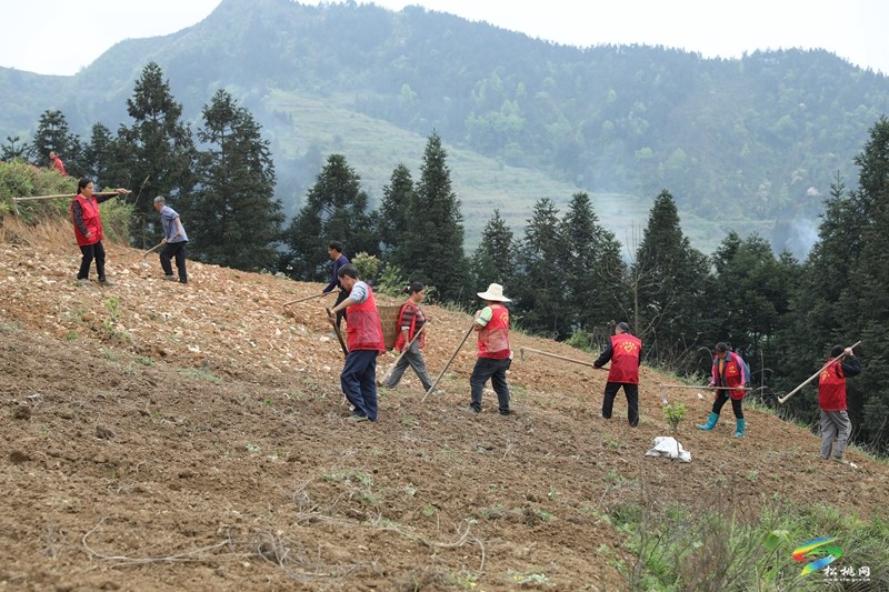 【奮進的春天】平頭鎮(zhèn)：向土地要財富 讓荒山變金山