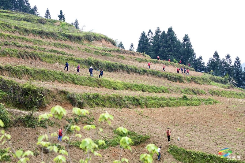 【奮進的春天】平頭鎮(zhèn)：向土地要財富 讓荒山變金山