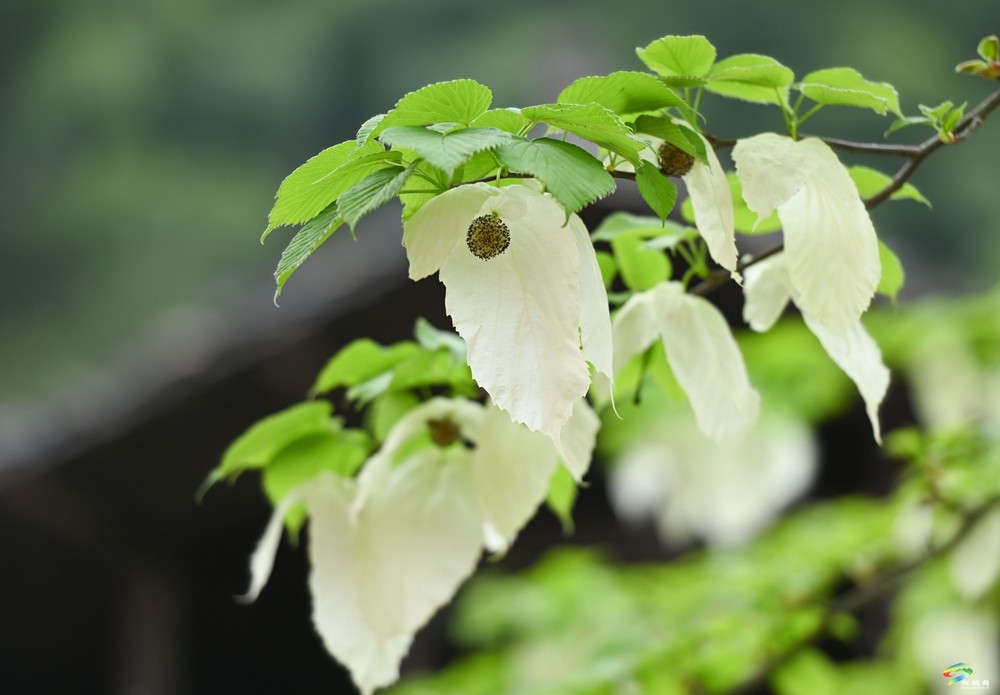 【多彩貴州·花漾中國(guó)】松桃：梵凈山下 鴿子花開(kāi)