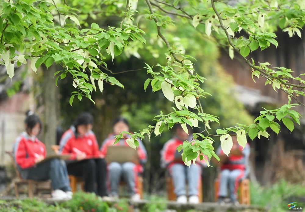 【多彩貴州·花漾中國(guó)】松桃：梵凈山下 鴿子花開(kāi)