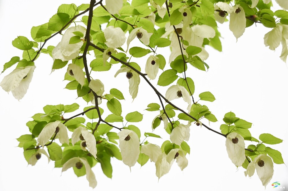 【多彩貴州·花漾中國(guó)】松桃：梵凈山下 鴿子花開(kāi)