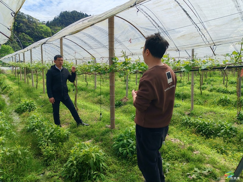 【奮進的春天】陽光玫瑰撐開田間地頭好“錢”景
