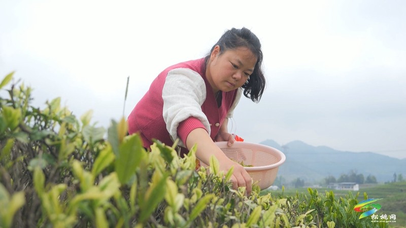 【奮進的春天】大坪場鎮(zhèn)：春茶采制正當(dāng)時