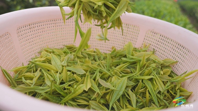 【奮進的春天】大坪場鎮(zhèn)：春茶采制正當(dāng)時