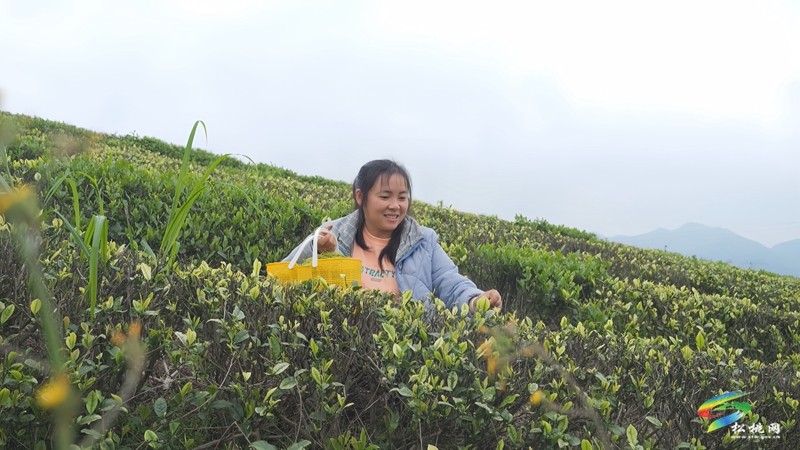 【奮進的春天】大坪場鎮(zhèn)：春茶采制正當(dāng)時