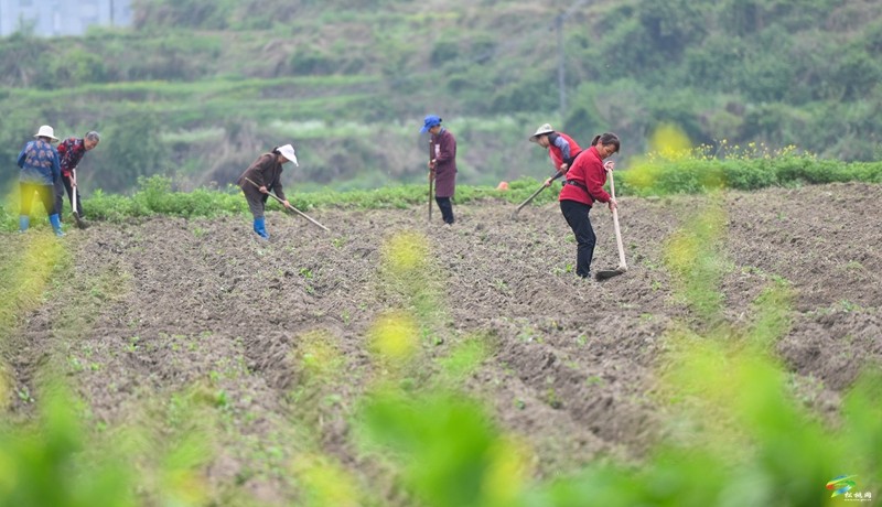 【奮進(jìn)的春天】松桃：6000余畝花生播種忙