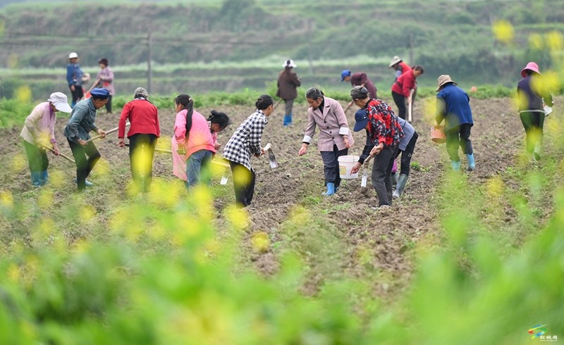 【奮進(jìn)的春天】松桃：6000余畝花生播種忙