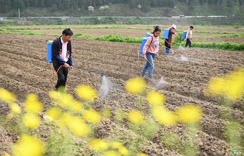 【奮進(jìn)的春天】松桃：6000余畝花生播種忙