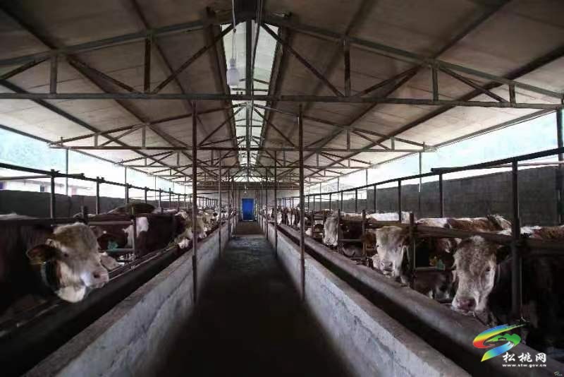 【奮進(jìn)的春天】孟溪鎮(zhèn)：肉牛養(yǎng)殖好“錢”景  鄉(xiāng)村振興“牛”路子