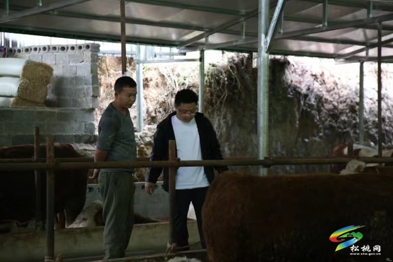 【奮進(jìn)的春天】孟溪鎮(zhèn)：肉牛養(yǎng)殖好“錢”景  鄉(xiāng)村振興“?！甭纷? onmousewheel=