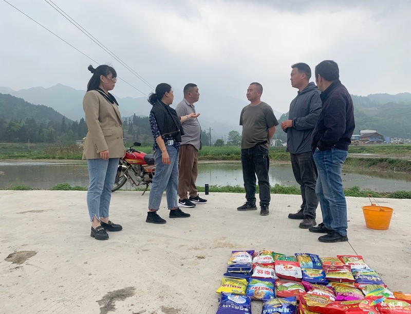 松桃開展水稻試驗育秧?助力農民增產(chǎn)增收