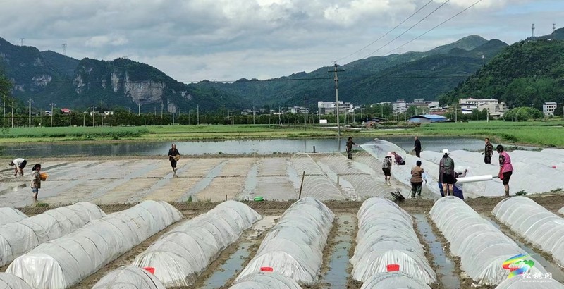 松桃開展水稻試驗育秧?助力農民增產(chǎn)增收