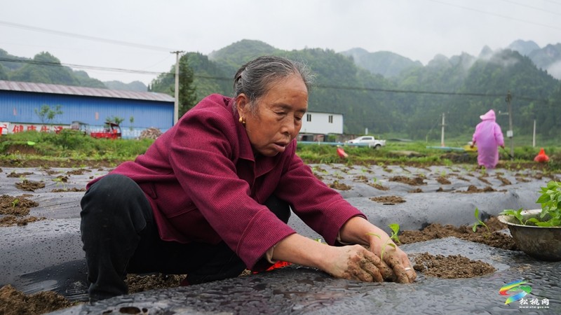 【奮進的春天】寨英鎮(zhèn)：辣椒移栽勞作忙 助農增收促振興