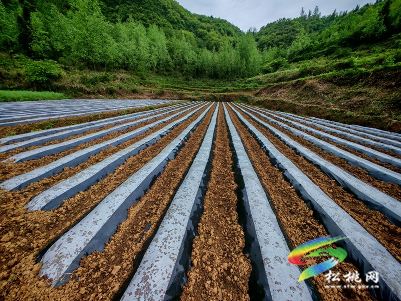 【奮進的春天】甘龍鎮(zhèn)：發(fā)放400萬株辣椒苗助農(nóng)增收