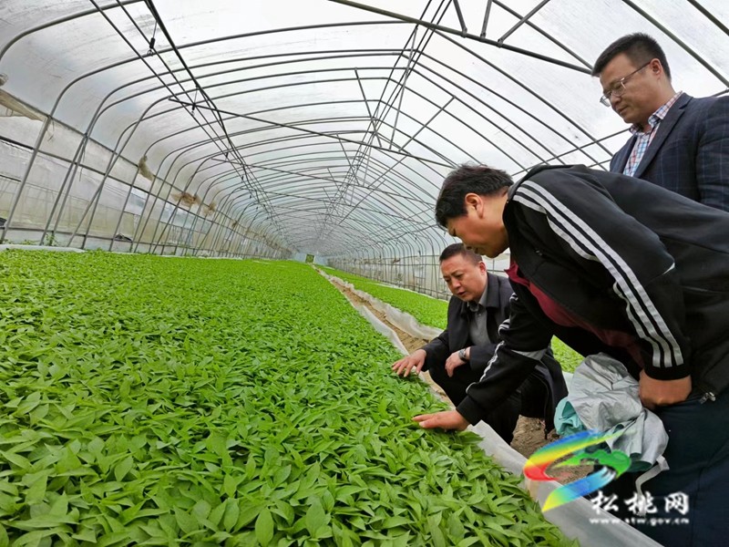 【奮進的春天】甘龍鎮(zhèn)：發(fā)放400萬株辣椒苗助農(nóng)增收