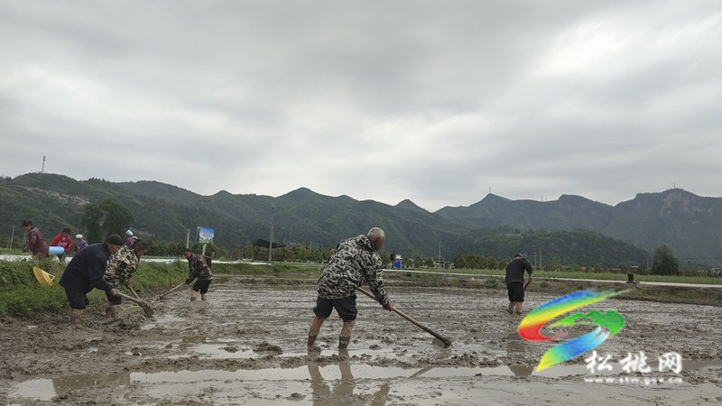 【奮進(jìn)的春天】烏羅鎮(zhèn):不誤農(nóng)時(shí)不負(fù)春 水稻育苗繪春耕