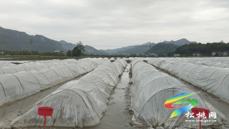 【奮進(jìn)的春天】烏羅鎮(zhèn):不誤農(nóng)時(shí)不負(fù)春 水稻育苗繪春耕