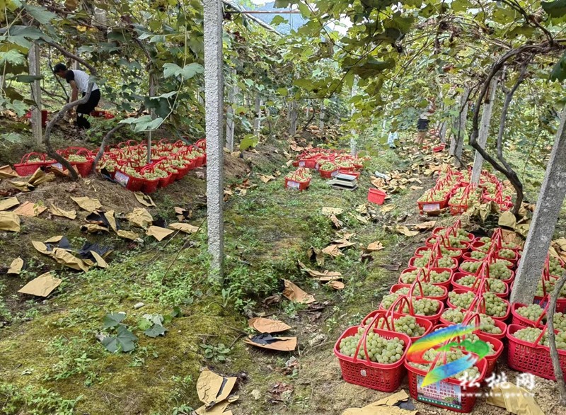 【奮進(jìn)的春天】大路鎮(zhèn)寨冠村：家庭農(nóng)場為鄉(xiāng)村振興注入新動能