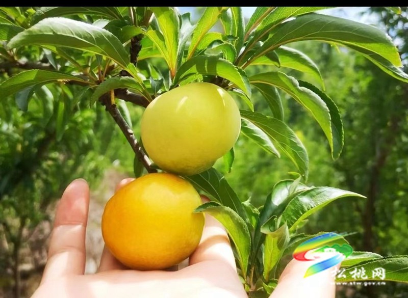 【奮進(jìn)的春天】大路鎮(zhèn)寨冠村：家庭農(nóng)場為鄉(xiāng)村振興注入新動能